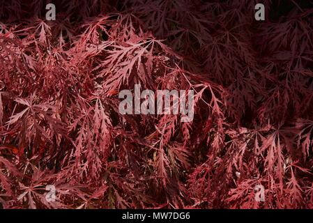 (Acer Palmatum dissectum): una chiusura di un arbusto singolo in un bordo del giardino Foto Stock