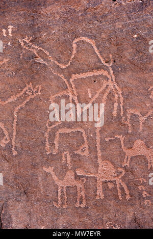 Anfashieh iscrizioni preistoriche e petroglyps su un muro di pietra. Arte rupestre raffigurante una carovana di cammelli da Nabatean e periodo Thamudic a Wadi Ru Foto Stock