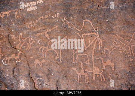 Anfashieh iscrizioni preistoriche e petroglyps su un muro di pietra. Arte rupestre raffigurante una carovana di cammelli da Nabatean e periodo Thamudic a Wadi Ru Foto Stock