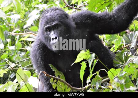 Silverback gorilla di montagna nella foresta impenetrabile di Bwindi, Uganda Foto Stock