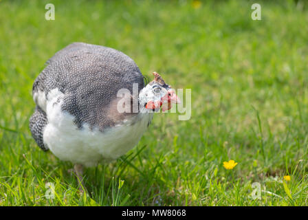 Faraona strutting intorno a Erba Foto Stock