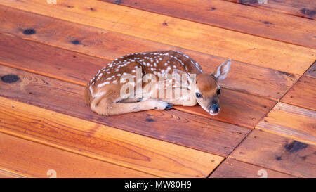 Piccolo Deer Fawn guardando la fotocamera da ponte Foto Stock