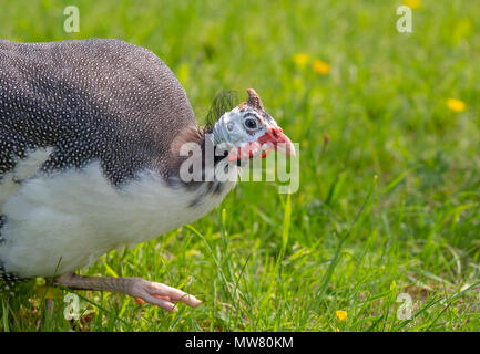 Faraona strutting intorno a Erba Foto Stock