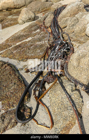 Kelp sulla spiaggia boulders, garden route, sud africa Foto Stock