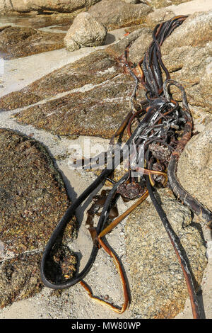 Kelp sulla spiaggia boulders, garden route, sud africa Foto Stock