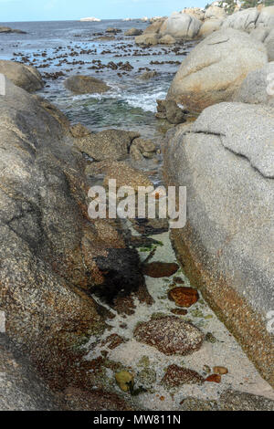 Kelp sulla spiaggia boulders, garden route, sud africa Foto Stock
