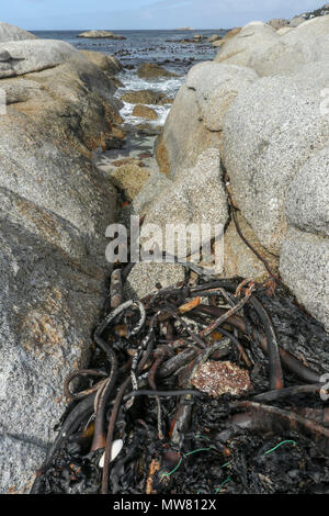 Kelp sulla spiaggia boulders, garden route, sud africa Foto Stock