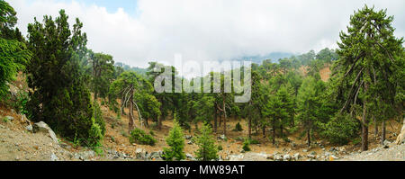 Alberi di conifere in montagna Foto Stock