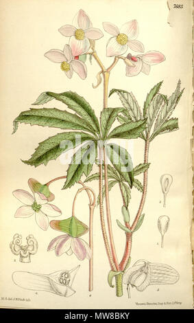 . Inglese: Begonia hemsleyana, Bot. Mag. 125: t. 7685 (1899). Il 17 ottobre 2011. Hooker 78 Begonia hemsleyana Foto Stock