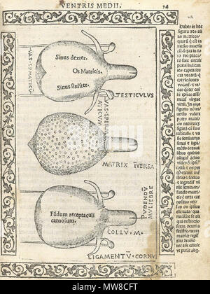 . Inglese: Berengario da Carpi, Jacopo. Isagogae breues, perlucidae ac uberrimae, in anatomiam humani corporis un communi medicorum academia usitatam. (Bologna: Beneditcus Hector, 1523). Jacopo Berengario da Carpi, noto anche come Jacobus Berengario Carpensis, Jacopo Barigazzi, o semplicemente carpo, è nato a Carpi Modena in circa 1460, figlio di un chirurgo. Mentre il giovane, egli era uno studente della stampante notato e editor, Aldus Manutius. Ha frequentato la scuola di medicina a Bologna e più successivamente ha insegnato chirurgia a Pavia, e dal 1502 al 1527 egli era sulla facoltà di Bologna a. A vari tempi, egli visse in Ferr Foto Stock