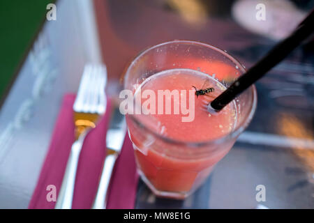 Il succo di pompelmo nel bicchiere sul tavolo con wasp annegamento in vetro presso il ristorante a Jurmala, Lettonia. Foto Stock