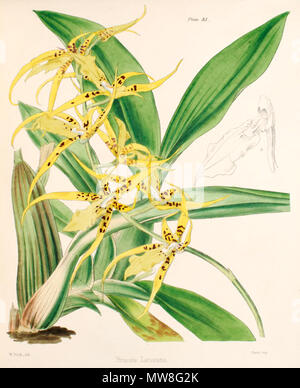 . Illustrazione di Brassia lanceana . 1849. William Jackson Hooker (1785-1865)(descrizioni), Walter Hood Fitch (1817-1892) (Illustrator e incisore) 96 Brassia lanceana - W J Hooker - un secolo - pl 83 Foto Stock