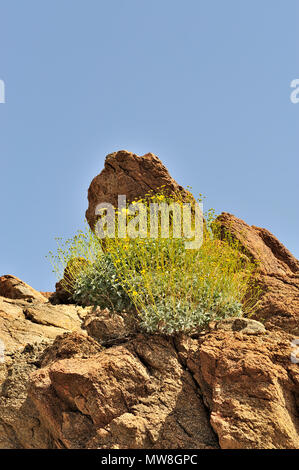 Red Granito metamorfica, Brittlebush, Incienso, Goldenhills, Encelia Farinosa, Glorietta Canyon, Anza-Borrego Desert State Park, CA 100327 351537 Foto Stock