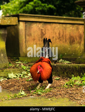 Galletto il roaming intorno al sagrato della chiesa di San Michele e Tutti gli Angeli' Church, Haworth, West Yorkshire Foto Stock