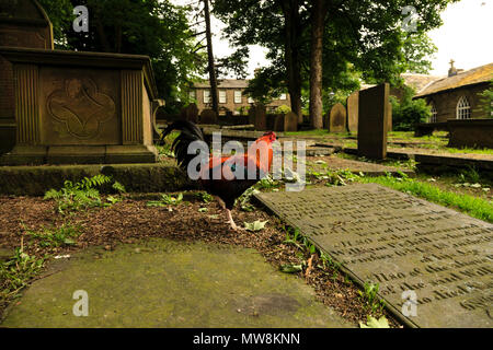 Galletto il roaming intorno al sagrato della chiesa di San Michele e Tutti gli Angeli' Church, Haworth, West Yorkshire Foto Stock