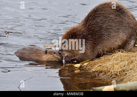 Una madre castoro (Castor canadensis); mostrando il suo bambino piccolo beaver cosa nibble su sulla riva del lago di Maxwell a Hinton Alberta Canada. Foto Stock