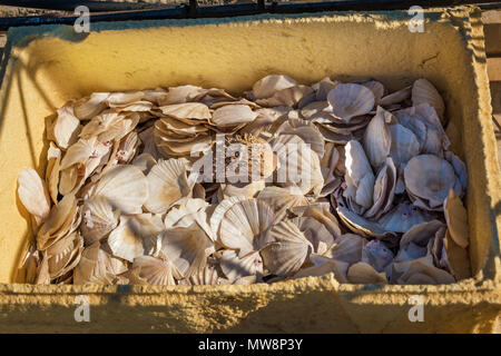 Scatola piena di grande lavata fino conchiglie (Rhodes, Grecia) Foto Stock