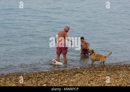 Un padre e figlio giocare con due cani o i loro animali domestici in riva al mare sulla spiaggia di ghiaia a Cowes sull'isola di Wight. Divertimento per tutta la famiglia con animali domestici in riva al mare a. Foto Stock