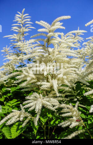 Aruncus dioicus di capra, barba, sposa giù Foto Stock