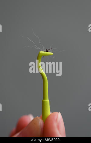 Una plastica verde tick remover completare con un segno di spunta rimossi da un cane con ciuffo di capelli. Foto Stock