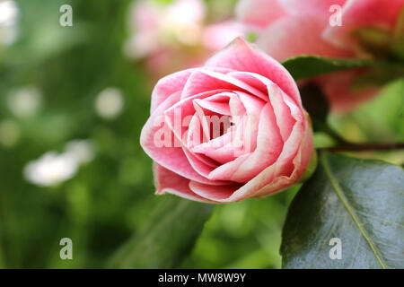 A righe di colore rosa pallido Camellia Flower Foto Stock