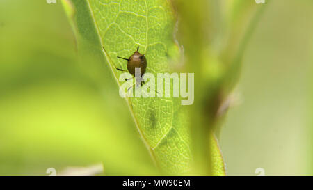 Bug di insetto su una foglia di pianta, Close up, macro. Insetto in ambiente naturale. Foto Stock