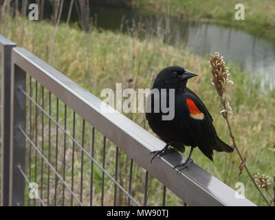 Voce maschile redwing blackbird seduti sul contemporaneo recinzione in acciaio con erbe e la laguna in background Foto Stock