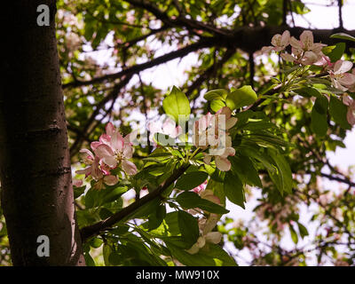 Guardando verso l'alto di un albero con fiori rosa e bianchi Foto Stock