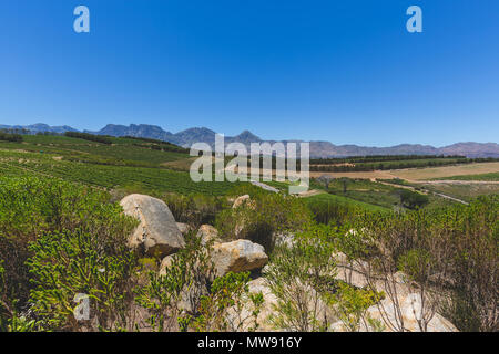 Vino vigna in Stellenbosch su una bella giornata in Città del Capo Foto Stock