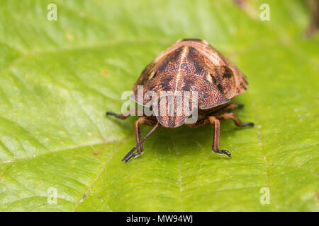 Tartaruga (Bug Eurygaster "testudinaria) ninfa seduta sul Rovo foglie. Tipperary, Irlanda Foto Stock