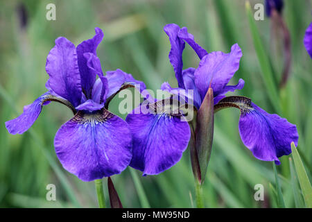 Siberian Iris sibirica ' Grand Junction ', Irises, Iris fiore blu Foto Stock