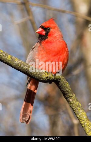 Maschio cardinale settentrionale seduto su un ramo Foto Stock