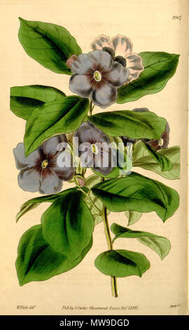 . Illustrazione di Brunfelsia australis (come Franciscea latifolia, identificato erroneamente da Hooker. Vedere [1], pagina 93) . 1842. William Jackson Hooker (1785-1865) 102 Brunfelsia latifolia Curtis 3907 Foto Stock