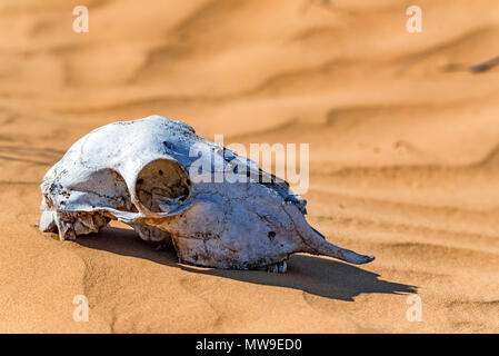 Cranio di pecora in sabbia vicino Foto Stock