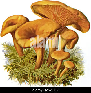 . Falscher Pfifferling (Hygrophoropsis aurantiaca) . 1897 201 Falscher Pfifferling-1 Foto Stock