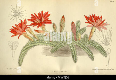 . Cereus silvestrii (= Echinopsis chamaecereus), Cactaceae . 1912. M.S. del, J.N.Fitch, lith. 120 Cereus silvestrii 138-8426 Foto Stock