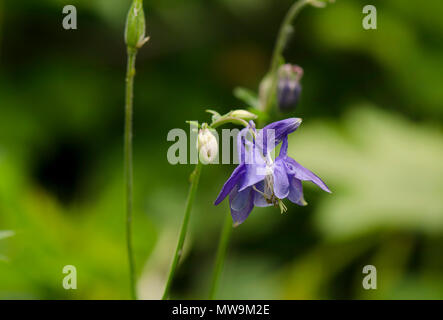 Aquilegia vulgarise, aquilegia alpina europea, aquilegia comune, nonna drink prima di andare a dormire, nonna cofano, Limburgo, Paesi Bassi. Foto Stock