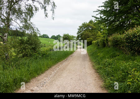 Sunken lane, via cavo o holloway in campagna, a sud dei Paesi Bassi, Limburgo, Paesi Bassi. Foto Stock