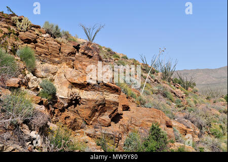 Monzogranite rock con vena Aplitic, Cool Canyon, Anza-Borrego State Park, CA 100327 35203 Foto Stock