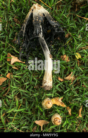 Shaggy copertura di inchiostro funghi sulla prateria di fattoria, Stellenbosch, garden route, sud africa Foto Stock