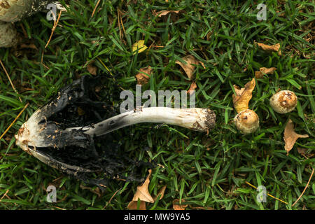 Shaggy copertura di inchiostro funghi sulla prateria di fattoria, Stellenbosch, garden route, sud africa Foto Stock