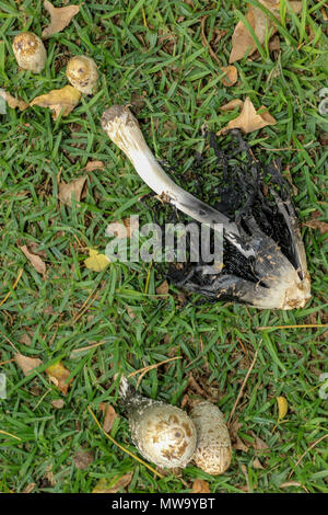 Shaggy copertura di inchiostro funghi sulla prateria di fattoria, Stellenbosch, garden route, sud africa Foto Stock