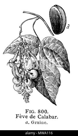 . Français : Féve de Calabar. Plante de la Famille des Légumineuses dont la graine est employée comme antiépileptique, contient le principe actif (toxique), Esérine. Larousse Illustré medica, Parigi, 1912. Galtier-Boissière (org.) . Il 25 ottobre 2011. Galtier-Boissière (org.) 108 Calabar-LarousseMedical Foto Stock