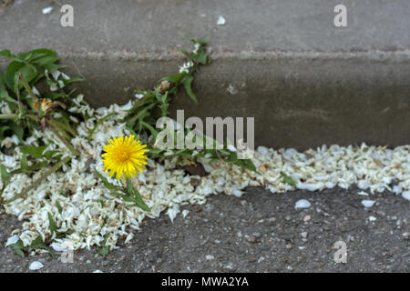 È germogliato attraverso l'asfalto sul marciapiede con un cordolo il fiore di giallo tarassaco tra i caduti bianco petali di lilla. Foto Stock