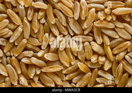 Kamut Khorasan frumento foto macro da sopra. I chicchi di grano orientali, Triticum turanicum. Un antico recultivated granella dal moderno-giorno Iran regione. Foto Stock