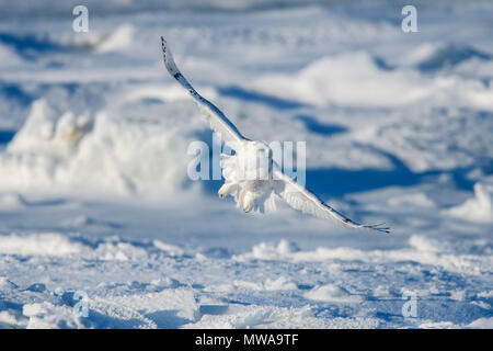 Civetta delle nevi (Bubo scandiacus) Caccia lungo la costa della Baia di Hudson, Wapusk National Park, Cape Churchill, Manitoba, Canada Foto Stock