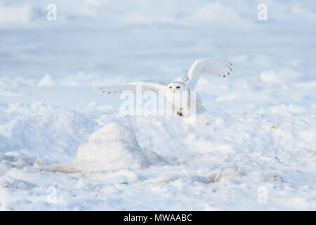 Civetta delle nevi (Bubo scandiacus) Caccia lungo la costa della Baia di Hudson, Wapusk National Park, Cape Churchill, Manitoba, Canada Foto Stock