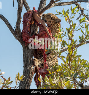 Un Leopard cercando di liberare i resti di un kill da un ramo di un albero Foto Stock