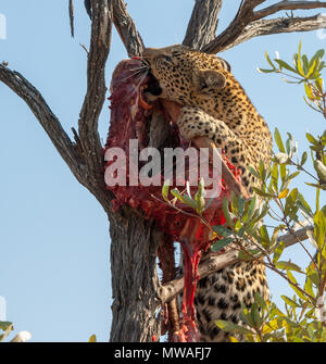 Un Leopard cercando di liberare i resti di un kill da un ramo di un albero Foto Stock