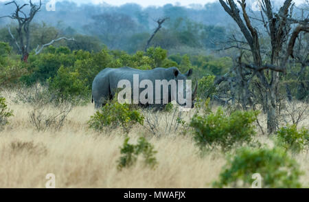 A sud del rinoceronte bianco nelle boccole a Sabi Sands game reserve Foto Stock